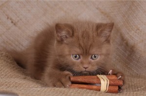 Циннамон британский котенок   